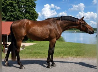 Pools halfbloed, Ruin, 3 Jaar, 173 cm, Bruin
