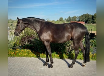 Pools halfbloed, Ruin, 5 Jaar, 172 cm, Zwart