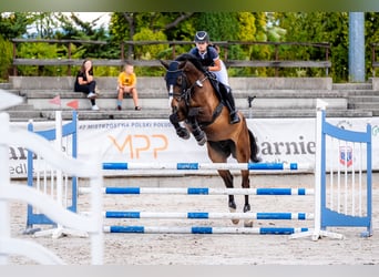 Pools halfbloed, Ruin, 6 Jaar, 178 cm, Roodbruin