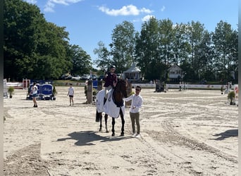 Pools halfbloed, Ruin, 6 Jaar, Bruin