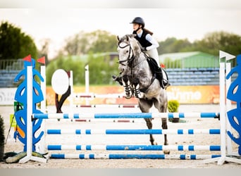 Pools halfbloed, Ruin, 8 Jaar, 167 cm, Schimmel