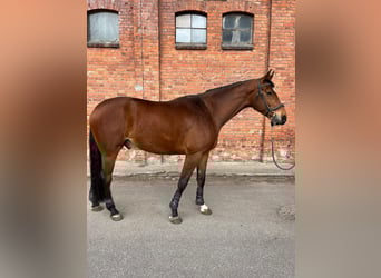 Pools halfbloed, Ruin, 8 Jaar, 175 cm, Bruin