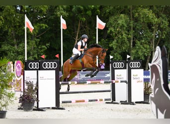 Pools halfbloed, Ruin, 9 Jaar, 162 cm, Roodbruin