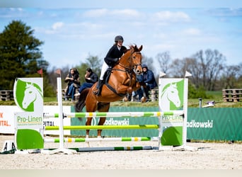 Pools halfbloed, Ruin, 9 Jaar, 175 cm, Vos