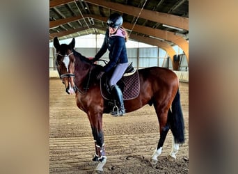 Pools sportpaard, Hengst, 12 Jaar, 172 cm, Bruin