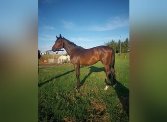 Pools sportpaard, Hengst, 1 Jaar, 157 cm, Bruin