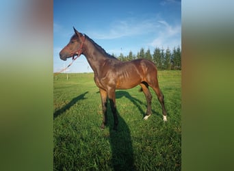 Pools sportpaard, Hengst, 1 Jaar, 157 cm, Bruin