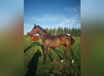Pools sportpaard, Hengst, 1 Jaar, 157 cm, Bruin