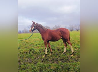 Pools sportpaard, Hengst, 1 Jaar, 165 cm, Vos