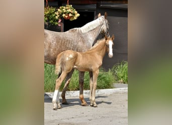 Pools sportpaard, Hengst, 1 Jaar, 167 cm, Palomino