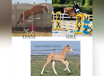 Pools sportpaard, Hengst, 1 Jaar, 167 cm, Palomino