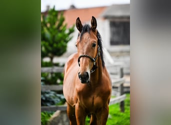 Pools sportpaard, Hengst, 1 Jaar, Bruin