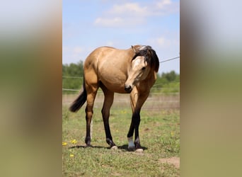 Pools sportpaard, Hengst, 1 Jaar, Buckskin