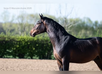 Pools sportpaard, Hengst, 2 Jaar, 167 cm, Bruin