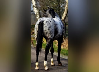 Pools sportpaard, Hengst, 3 Jaar, 164 cm, Appaloosa
