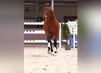 Pools sportpaard, Hengst, 3 Jaar, 169 cm, Roodbruin