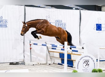 Pools sportpaard, Hengst, 3 Jaar, 174 cm, Roodbruin