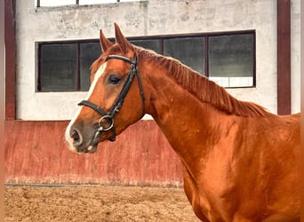 Pools sportpaard, Hengst, 4 Jaar, 169 cm, Vos