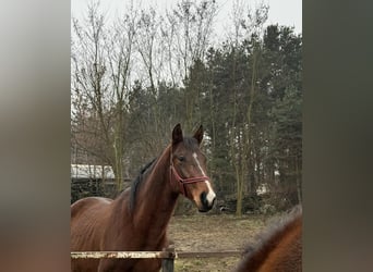 Pools sportpaard, Hengst, 6 Jaar, 160 cm, Bruin