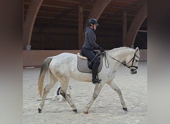 Pools sportpaard, Merrie, 10 Jaar, 162 cm, Schimmel