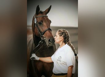 Pools sportpaard, Merrie, 10 Jaar, 163 cm, Bruin