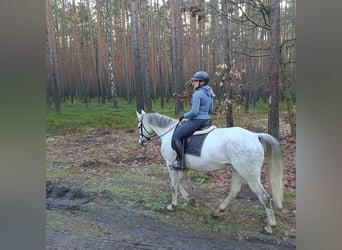 Pools sportpaard, Merrie, 10 Jaar, 163 cm, Schimmel