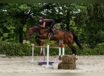 Pools sportpaard, Merrie, 11 Jaar, 167 cm, Roodbruin