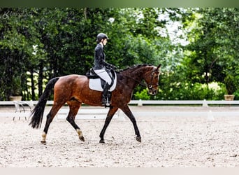 Pools sportpaard, Merrie, 11 Jaar, 167 cm, Roodbruin