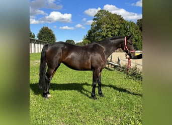 Pools sportpaard, Merrie, 11 Jaar, 168 cm, Donkerbruin