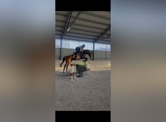 Pools sportpaard, Merrie, 11 Jaar, 170 cm, Bruin