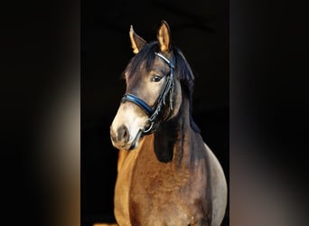 Pools sportpaard, Merrie, 13 Jaar, 167 cm, Buckskin