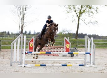 Pools sportpaard, Merrie, 16 Jaar, 164 cm, Vos