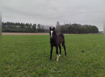 Pools sportpaard, Merrie, 1 Jaar, 155 cm, Zwartbruin