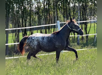 Pools sportpaard, Merrie, 1 Jaar, 160 cm, Appaloosa