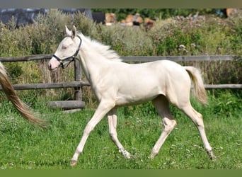 Pools sportpaard, Merrie, 1 Jaar, 165 cm, Cremello