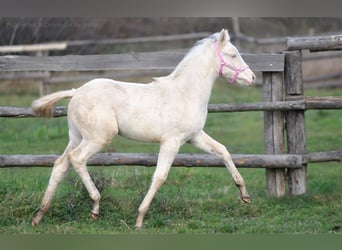 Pools sportpaard, Merrie, 1 Jaar, 166 cm, Cremello