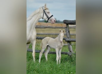 Pools sportpaard, Merrie, 1 Jaar, 166 cm, Cremello
