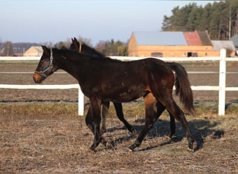 Pools sportpaard, Merrie, 1 Jaar, 167 cm, Donkerbruin