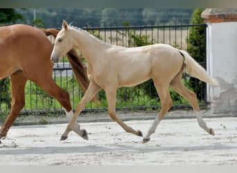 Pools sportpaard, Merrie, 1 Jaar, 167 cm, Palomino
