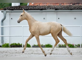 Pools sportpaard, Merrie, 1 Jaar, 167 cm, Palomino