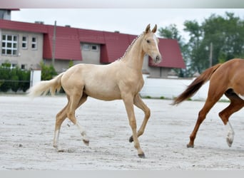 Pools sportpaard, Merrie, 1 Jaar, 167 cm, Palomino
