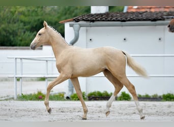 Pools sportpaard, Merrie, 1 Jaar, 167 cm, Palomino