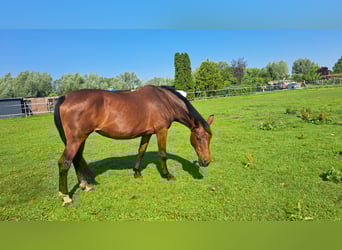 Pools sportpaard, Merrie, 24 Jaar, 165 cm