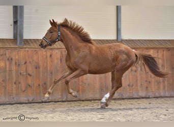 Pools sportpaard, Merrie, 2 Jaar, 163 cm, Vos