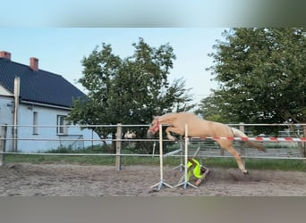 Pools sportpaard, Merrie, 2 Jaar, 164 cm, Palomino