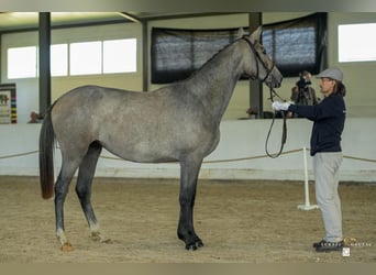 Pools sportpaard, Merrie, 3 Jaar, 158 cm, Schimmel