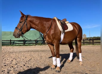 Pools sportpaard, Merrie, 3 Jaar, 160 cm, Vos