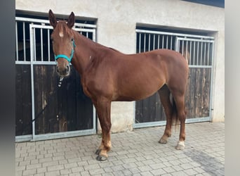 Pools sportpaard, Merrie, 3 Jaar, 160 cm, Vos