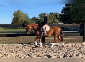Pools sportpaard, Merrie, 3 Jaar, 160 cm, Vos
