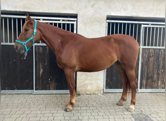 Pools sportpaard, Merrie, 3 Jaar, 160 cm, Vos